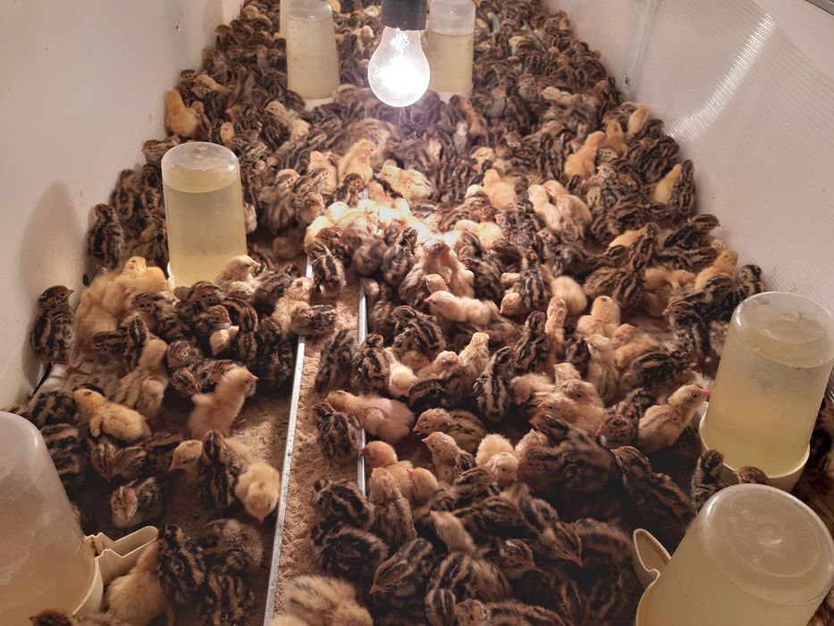 Vand pui de prepelita