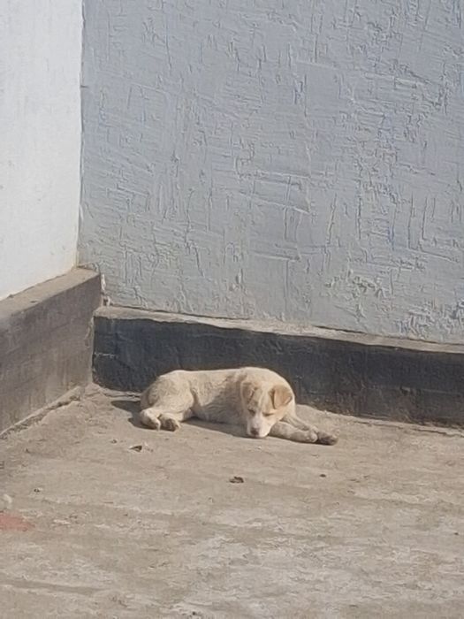 Кушік Ченок Собака Тегін Бесплатно