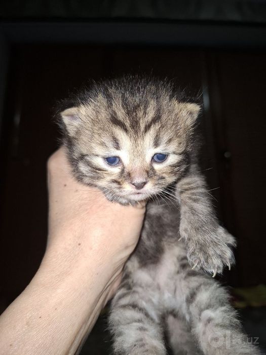 Скоттиш страй брон қилила
