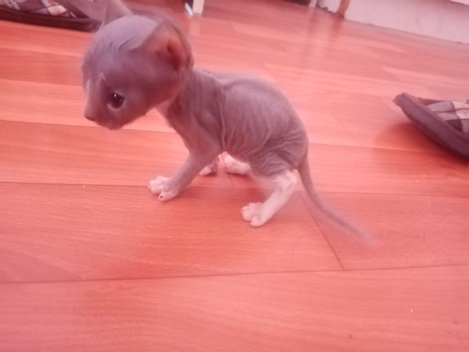 Продам лысенького котенка