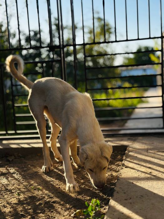 Охана ищет семью.