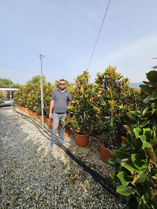 Magnolia grandiflora tufa și copac
