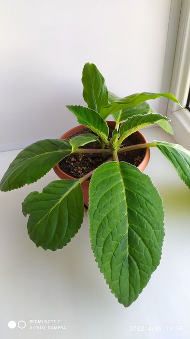 Продам Комнатные цветы