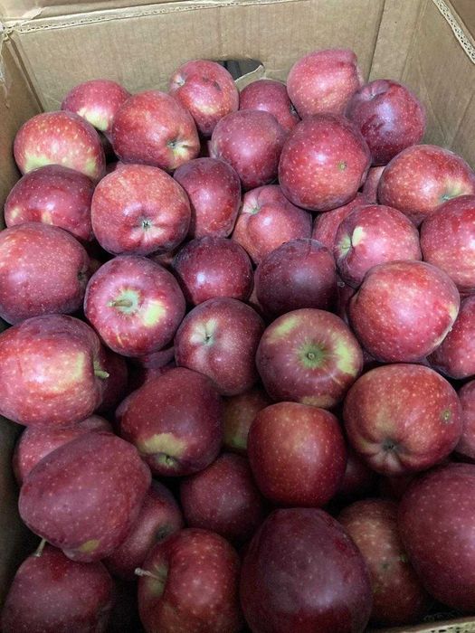 продам отборные натуральные яблоки