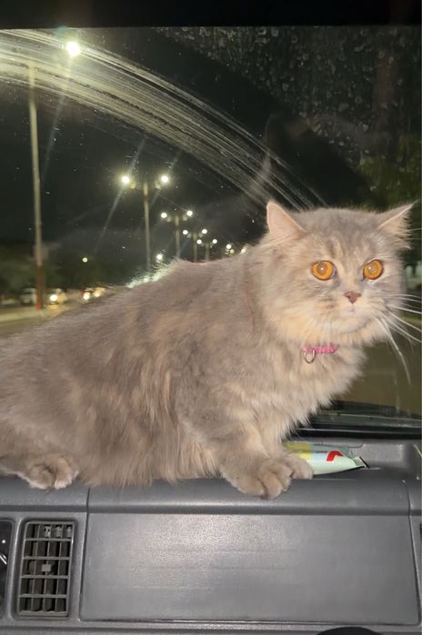 Scottish Straight × Highland Scottish Straight × British Shorthair