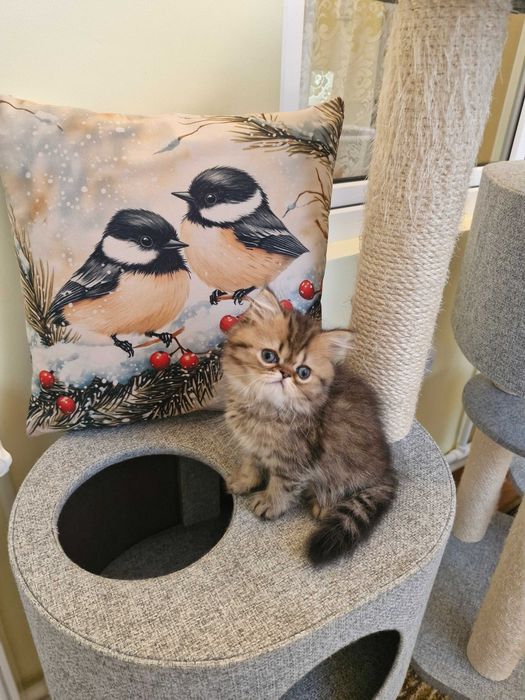 Motanel persan cu pedigree