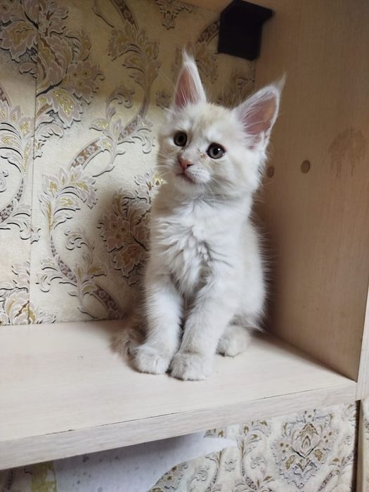 Мейн-кун 2 месяца