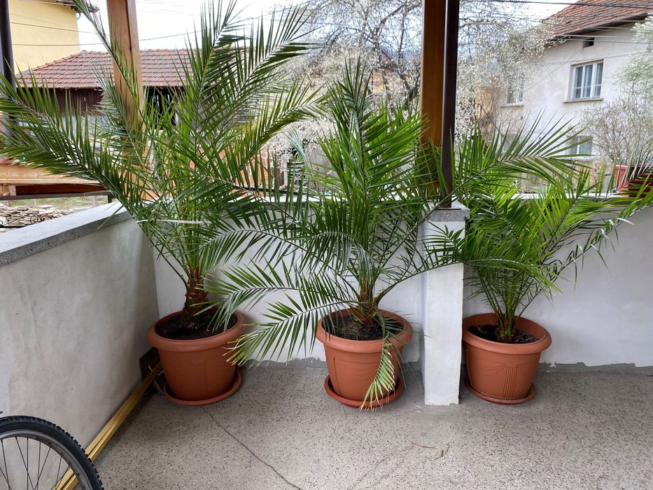 Голяма красива финикова палма висока близо 2 метра