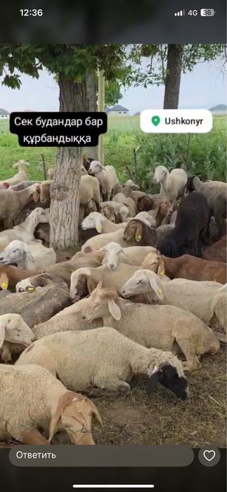 сек будан қойлар, бараны