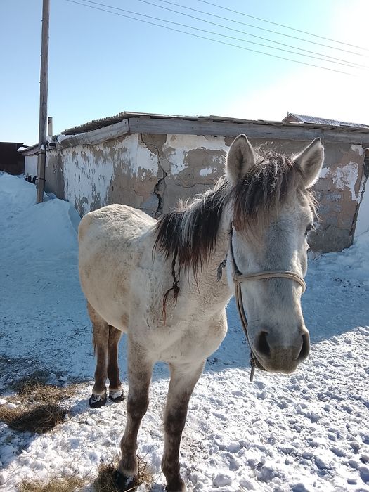 Жас бие сатылады