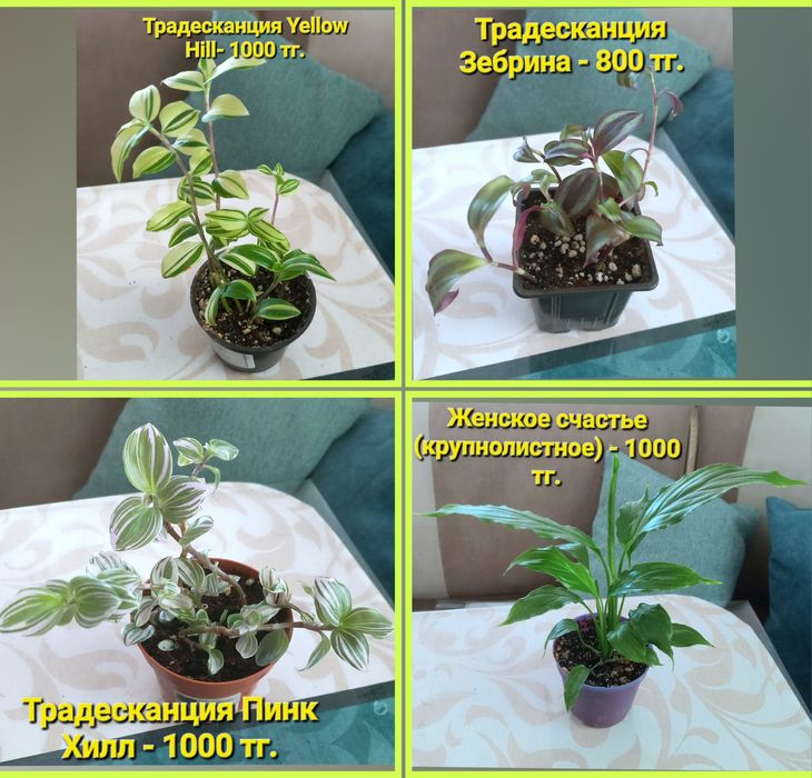 Комнатные растения