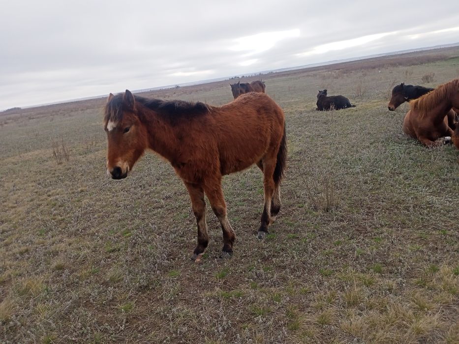 Продам жеребята кабылка.