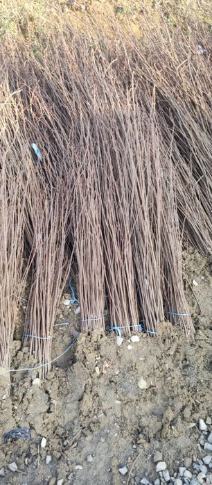 Puieți salcâm frasin tei fag carpen stejar mesteacăn plop brad molid