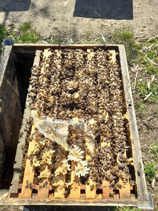 Vând familii de albine