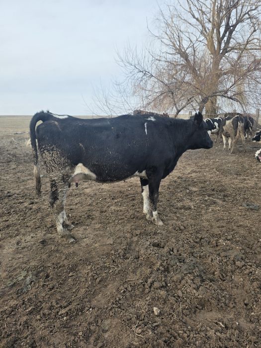 Буаз сиир корова