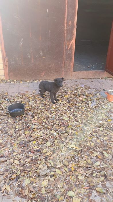 Продам собак немецких овчарок