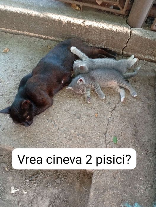 Pisici mici donez oricare