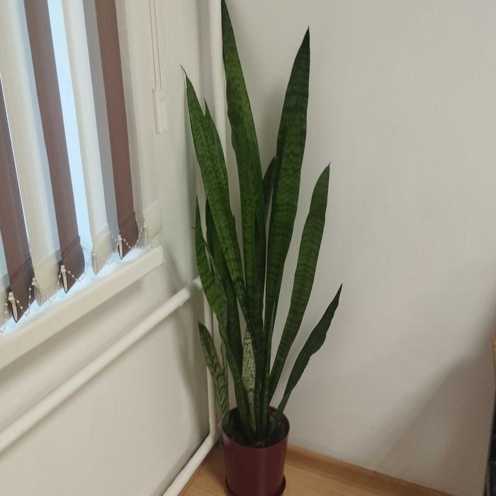 Продам домашние цветы