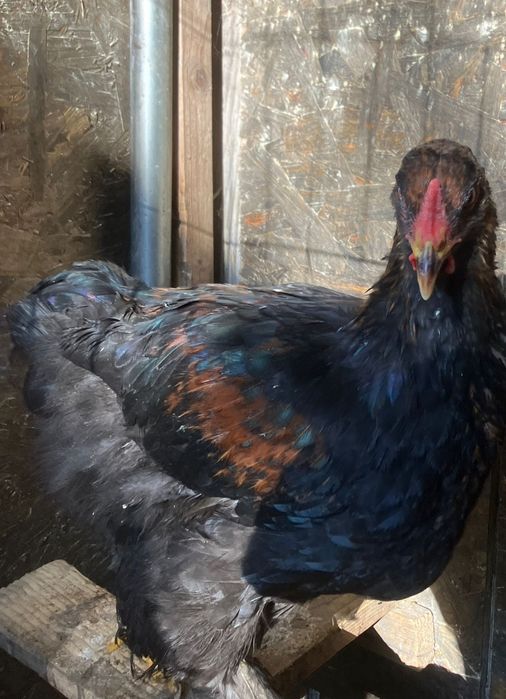 Gaini familii de rasa mare