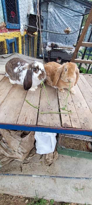 Iepuri berbec german rasă pură