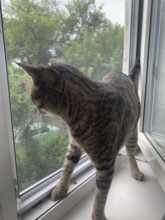 Отдам кота в хорошие руки