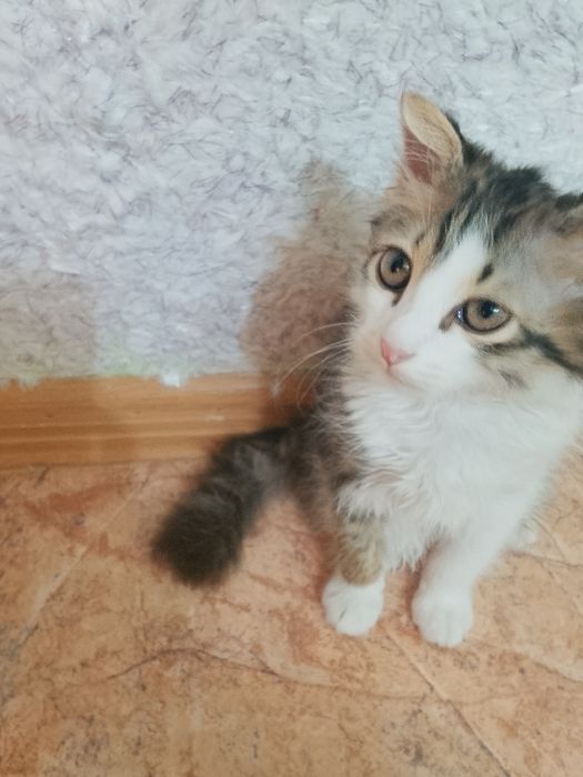 Отдам котенка мальчик