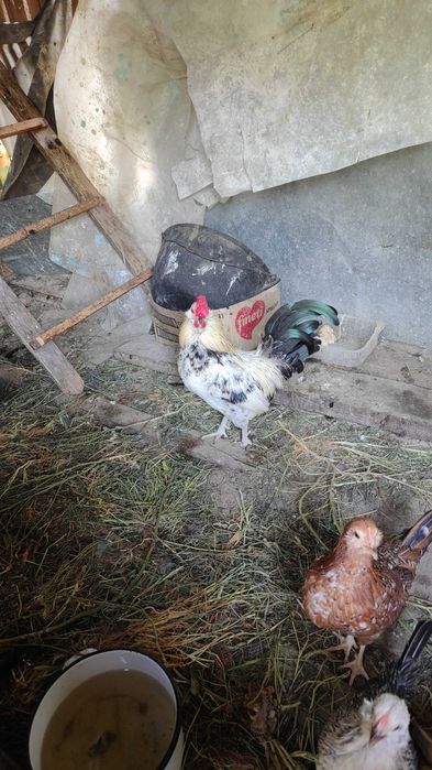 Găinușe și cocoșei pitici