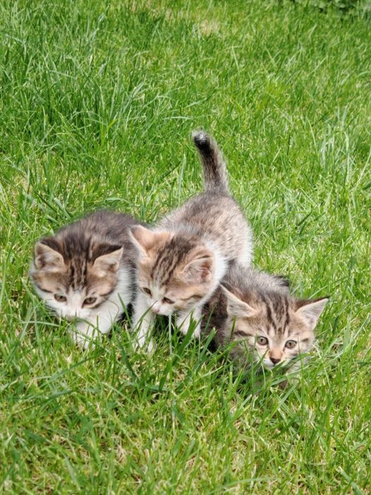 Кошки 3 котенок
