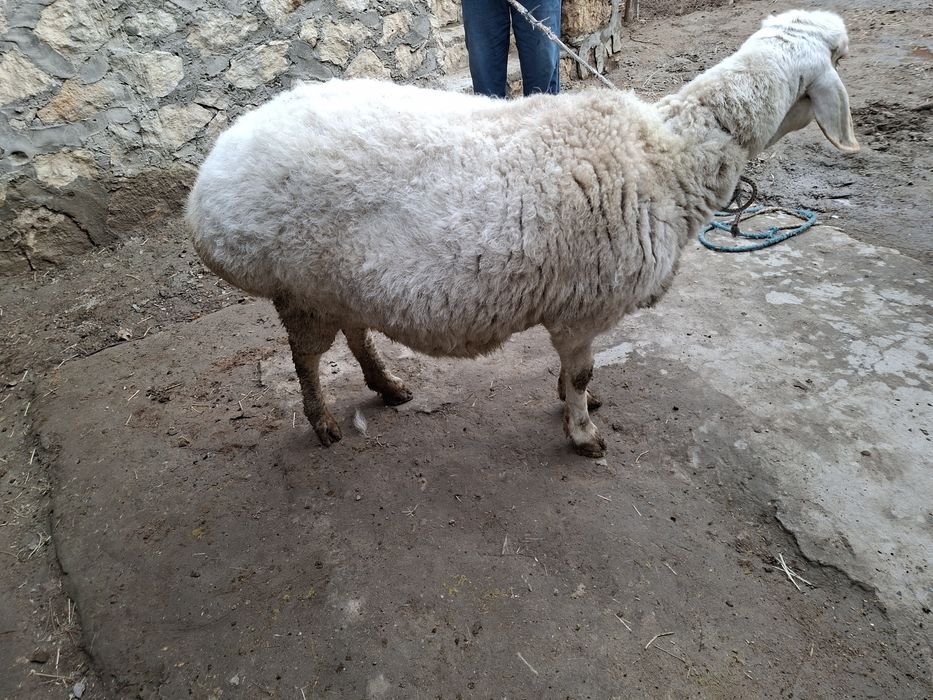 Куй сотилади, бокилган соглом, бугоз эмас яхши овкат ейди.