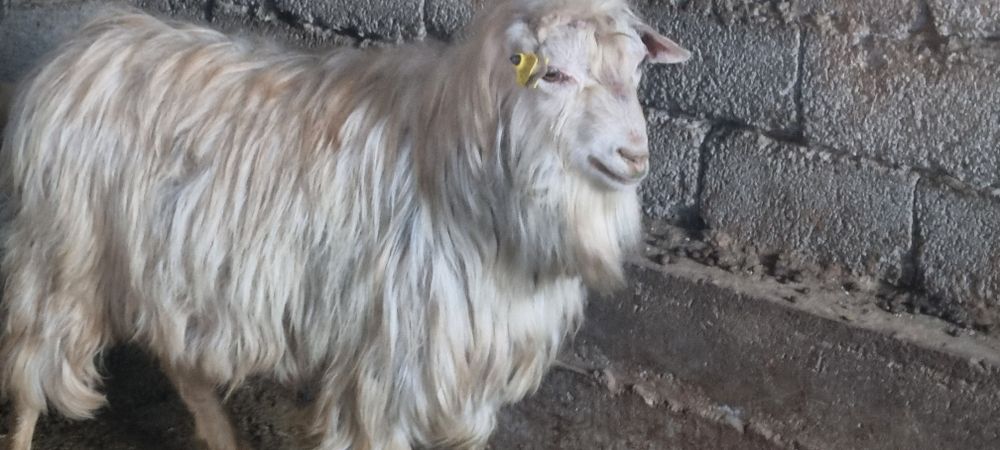 Заенский тике козёл  камолый (безрогие) белый