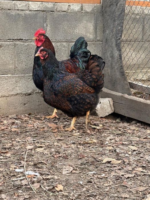 Борневельдер золото.