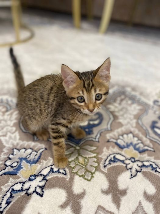 Toza zotli Bengal qiz bola