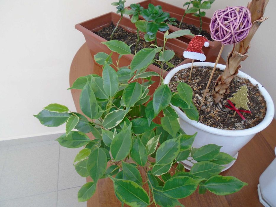 Sony Cyber-shot DSC-W800 20.1МРх