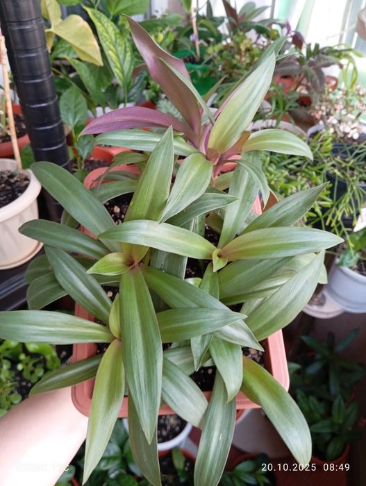 Продам растения комнатные