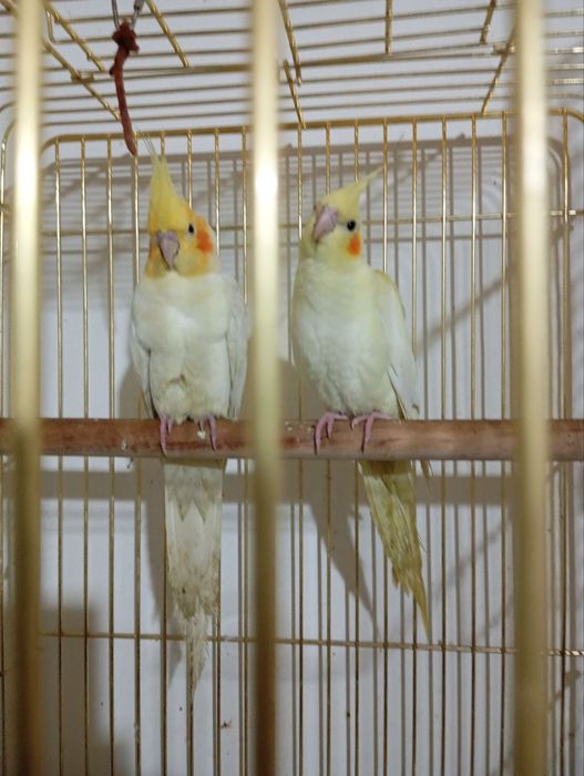 Srochna Karila Sotiladi