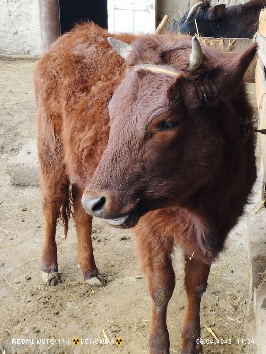 Bukhara  Viloyat kogon tumani