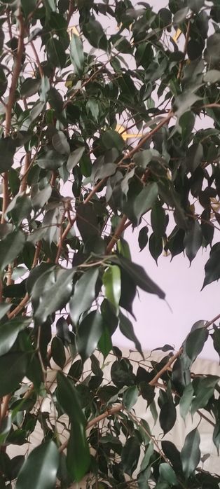 Фикус Бенджамина комнатное растение