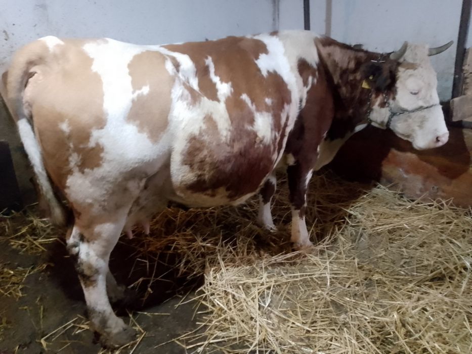 Vaca bălțată de vânzare