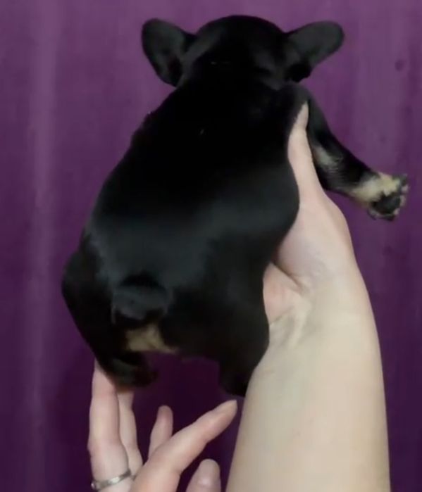 Щенки французского бульдога!