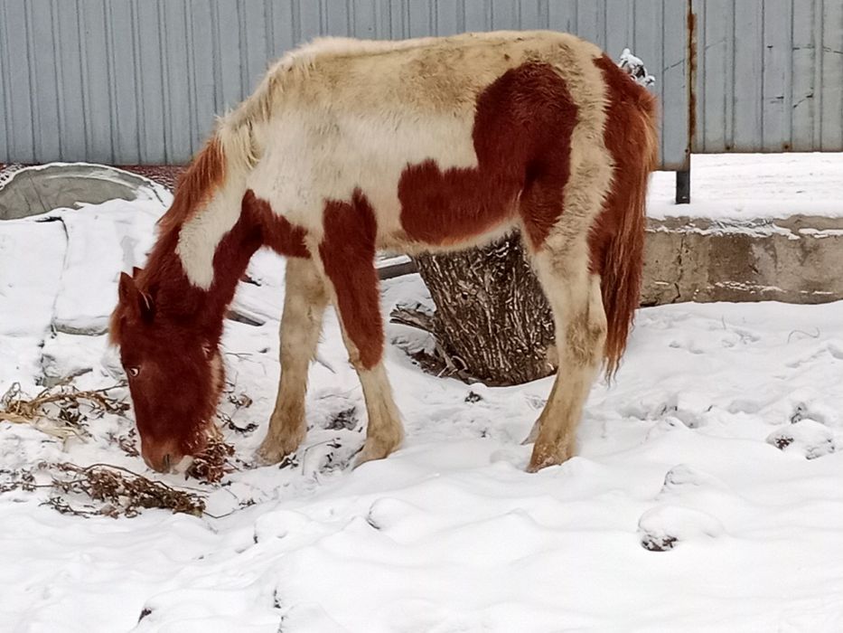 Жабагы сатылады. Багасы 230.000 тг.