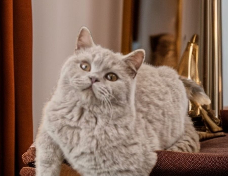 Motănel  British  Shorthair