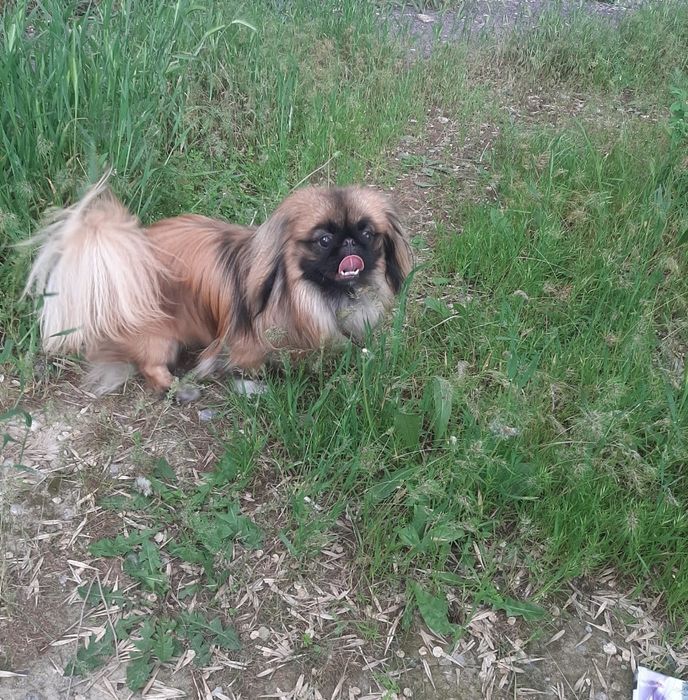 Вязка, пекинес с опытом