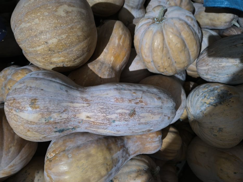Тыква для скота. 70тг  .