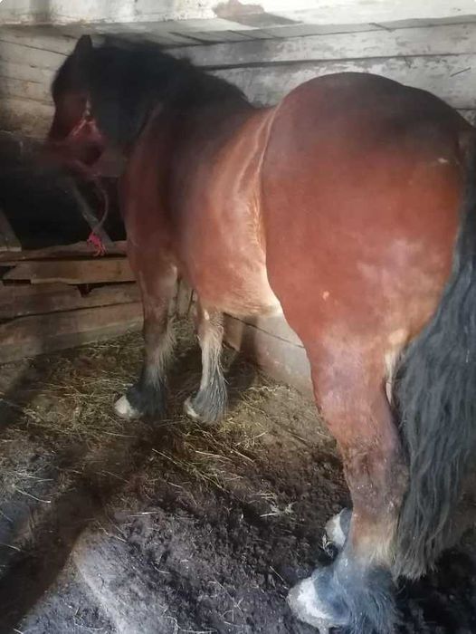 Vând cal garantat de 7 ani