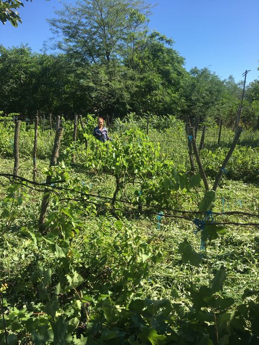 Vand teren+casa batraneasca