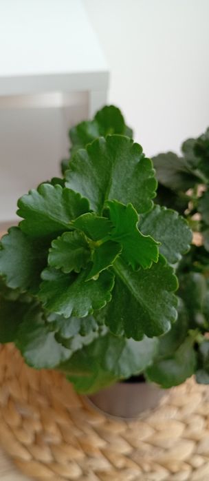 Сансевиерa Sansevieria Masoniana Whale Fin / Каланхое