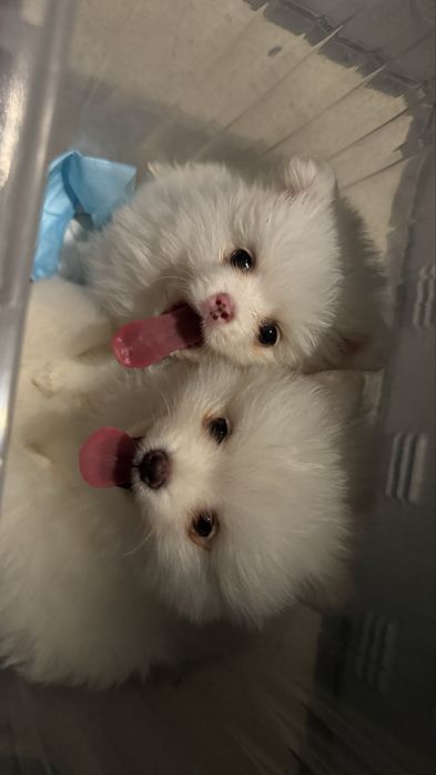 Шпиц немецкий щенки