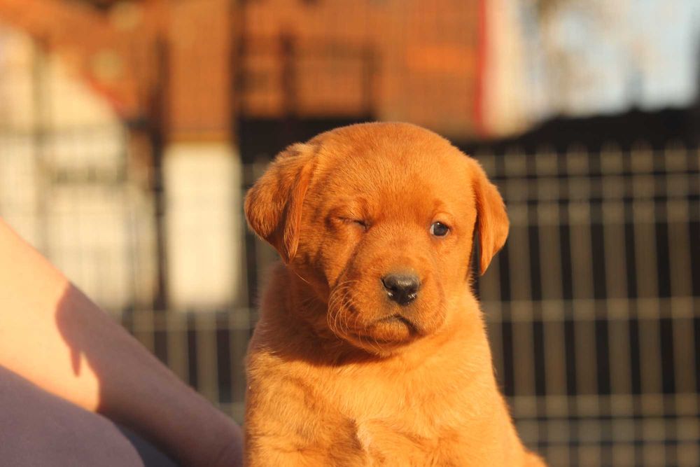 labrador pui foxred cu pedigree