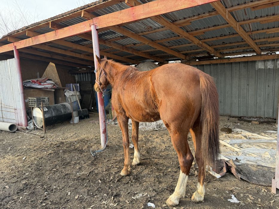 Англо-араб байтал