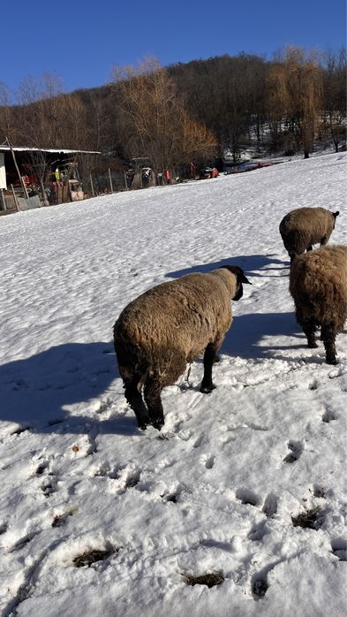 Vand oi sulffok pentru pretentiosi